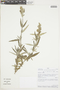 Salvia grisea Epling & Mathias, PERU, F
