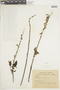 Salvia guaranitica A. St.-Hil. ex Benth., PARAGUAY, F