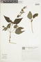 Salvia guaranitica A. St.-Hil. ex Benth., BRAZIL, F