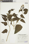 Salvia guaranitica A. St.-Hil. ex Benth., ARGENTINA, F