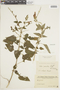 Salvia guaranitica A. St.-Hil. ex Benth., PARAGUAY, F