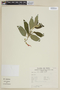 Salvia haenkei Benth., PERU, F