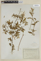 Salvia haenkei Benth., BOLIVIA, F