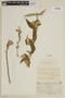 Salvia haenkei Benth., BOLIVIA, F