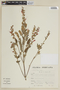 Salvia hirta Kunth, PERU, F