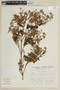 Salvia hirta Kunth, PERU, F