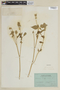 Salvia hispanica L., ECUADOR, F