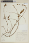 Salvia macbridei Epling, PERU, F