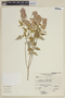 Salvia macbridei Epling, PERU, F