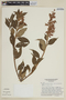 Salvia macrocalyx Gardner, BRAZIL, F
