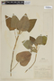 Salvia macrostachya Kunth, ECUADOR, F