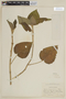 Salvia macrostachya Kunth, ECUADOR, F