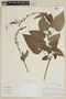 Salvia macrophylla Benth., PERU, F