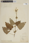 Salvia macrophylla Benth., PERU, F