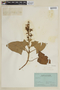 Salvia macrophylla Benth., ECUADOR, F