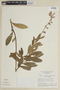 Salvia mattogrossensis Pilg., BRAZIL, F