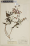 Salvia melaleuca Epling, COLOMBIA, F