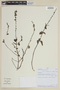 Salvia misella Kunth, PERU, F