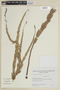 Salvia minarum Briq., ARGENTINA, F
