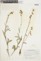 Salvia orbignaei Benth., BOLIVIA, F
