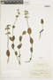 Salvia ovalifolia A. St.-Hil. ex Benth., URUGUAY, F