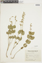 Salvia ovalifolia A. St.-Hil. ex Benth., ARGENTINA, F