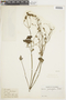 Salvia palifolia Kunth, COLOMBIA, F
