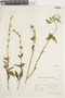 Salvia pallida Benth., ARGENTINA, F