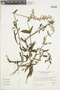 Salvia pallida Benth., ARGENTINA, F