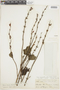 Salvia pauciserrata Benth., COLOMBIA, F