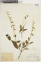 Salvia pauciserrata Benth., PERU, F