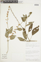 Salvia pauciserrata Benth., PERU, F