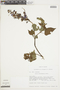 Salvia pichinchensis Benth., ECUADOR, F