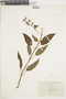 Salvia pichinchensis Benth., ECUADOR, F
