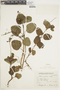 Salvia procurrens Benth., ARGENTINA, F