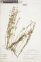 Salvia reflexa Hornem., ARGENTINA, F