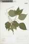 Salvia x rociana Fern. Alonso, COLOMBIA, F