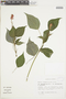 Salvia x rociana Fern. Alonso, COLOMBIA, F