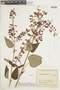 Salvia rubescens Kunth, COLOMBIA, F