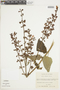 Salvia rubescens Kunth, COLOMBIA, F
