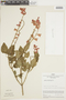 Salvia rubrifaux Epling, PERU, F
