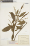 Salvia rufula Kunth, COLOMBIA, F