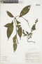 Salvia rufula Kunth, COLOMBIA, F