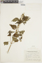 Salvia rypara Briq., ARGENTINA, F
