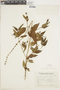 Salvia rypara Briq., ARGENTINA, F