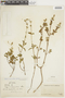 Salvia sarmentosa Epling, PERU, F