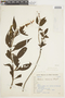 Salvia salicifolia Pohl, BRAZIL, F