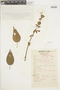 Salvia scandens Epling, PERU, F