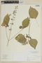 Salvia exserta Griseb., ARGENTINA, F