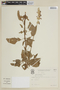 Salvia farinacea Benth., BRAZIL, F